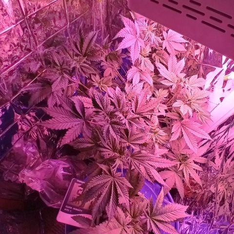 Lemon Kush growlog timeline photo