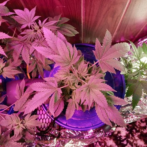 Blueberry growlog timeline photo
