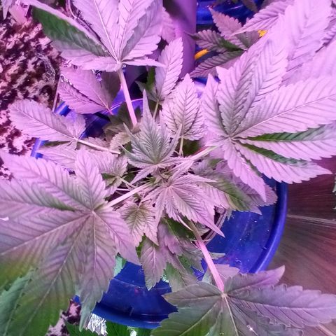 Blueberry growlog timeline photo
