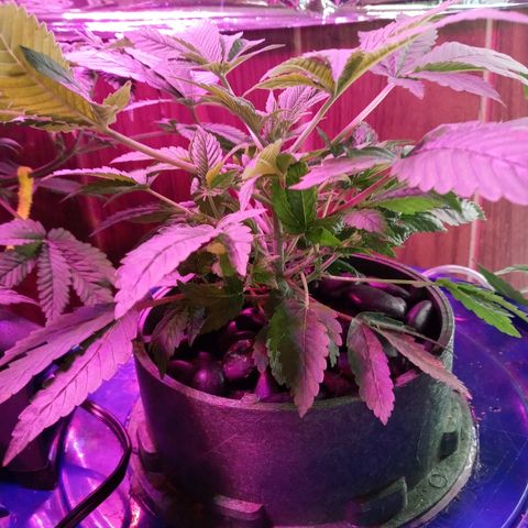 Blueberry growlog timeline photo