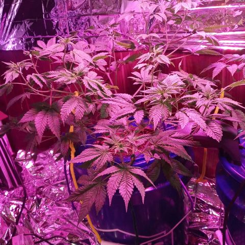 Lemon Kush growlog timeline photo