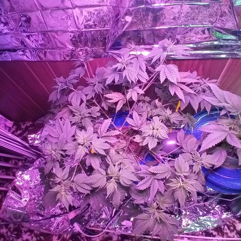 Lemon Kush growlog timeline photo