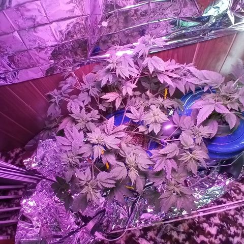 Lemon Kush growlog timeline photo