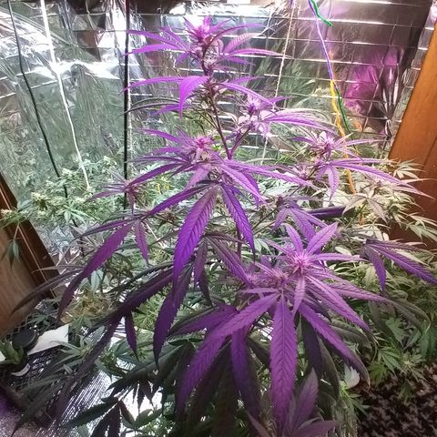 Grape growlog timeline photo