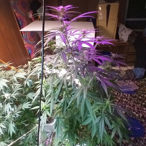Grape growlog timeline photo