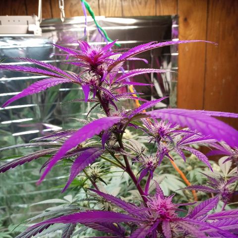 Grape growlog timeline photo
