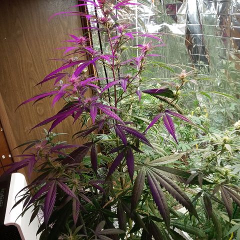 Grape growlog timeline photo