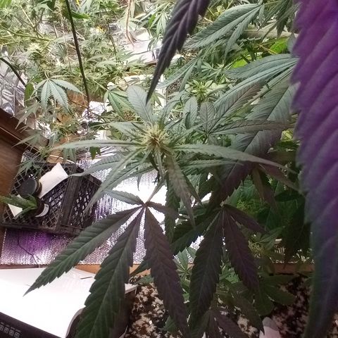 Grape growlog timeline photo