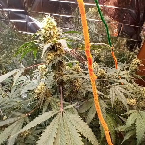 Grape growlog timeline photo