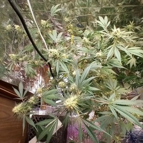 Grape growlog timeline photo
