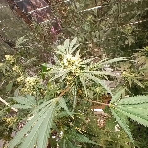 Grape growlog timeline photo