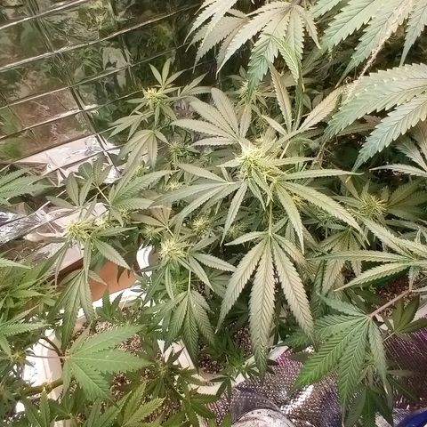 Grape growlog timeline photo