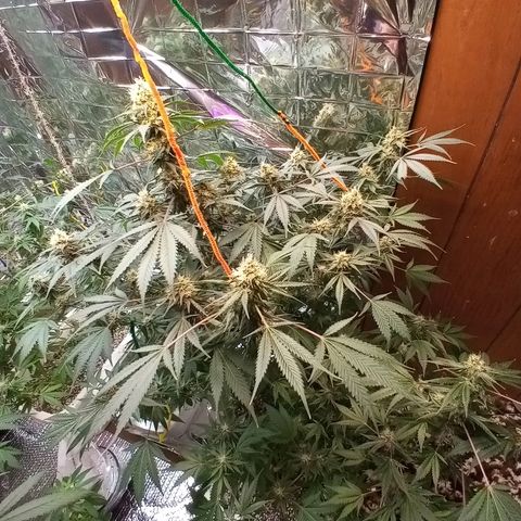Grape growlog timeline photo