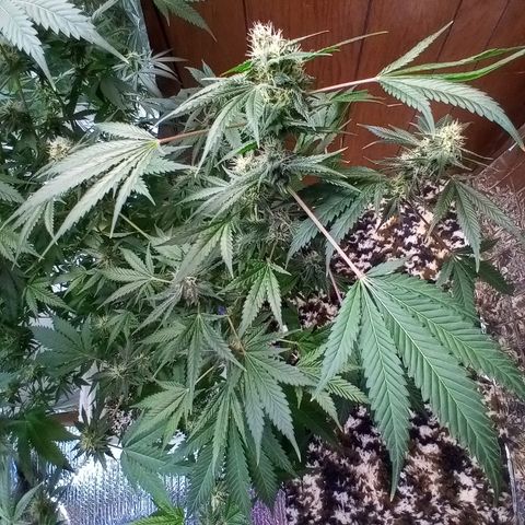 Grape growlog timeline photo