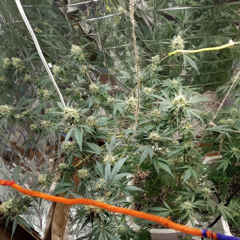 Grape growlog timeline photo