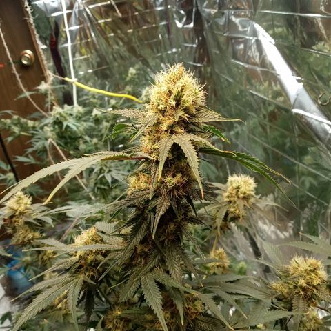 Grape growlog timeline photo