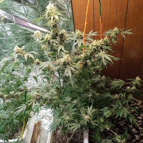 Grape growlog photo: Day After defiling