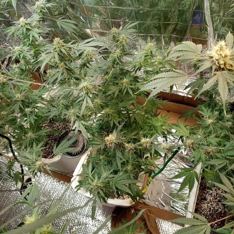 Grape growlog timeline photo