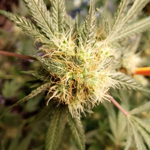 Grape growlog timeline photo