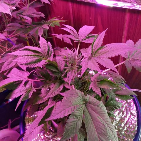 Blueberry growlog photo: The fishy only so far