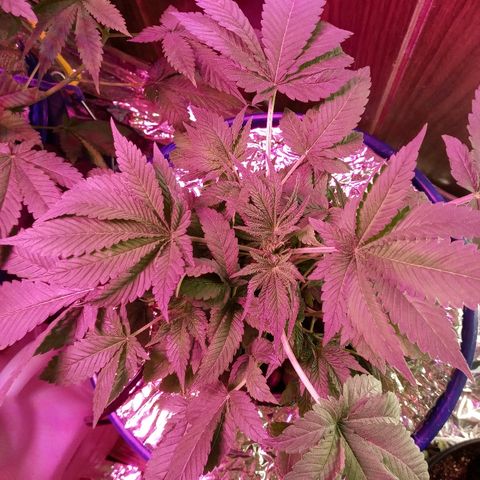 Blueberry growlog photo: The fishy only so far