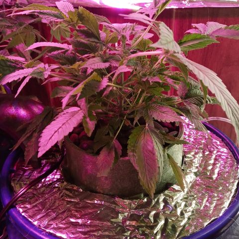 Blueberry growlog photo: The fishy only so far