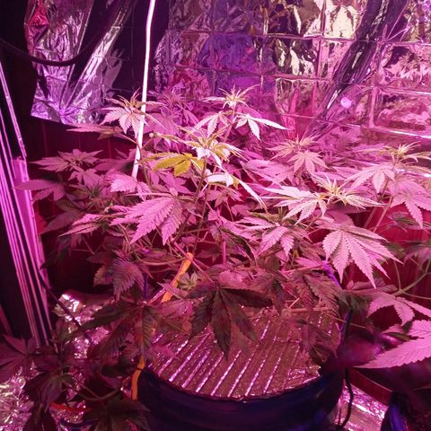 Lemon Kush growlog timeline photo