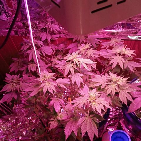 Lemon Kush growlog timeline photo