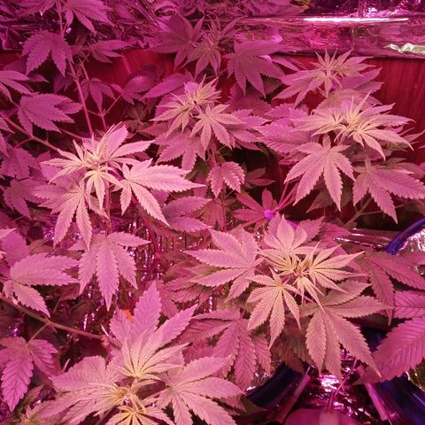 Lemon Kush growlog photo: Couple days after the deficiency that we ran into