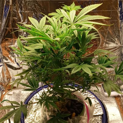Blueberry growlog timeline photo