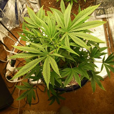 Blueberry growlog timeline photo