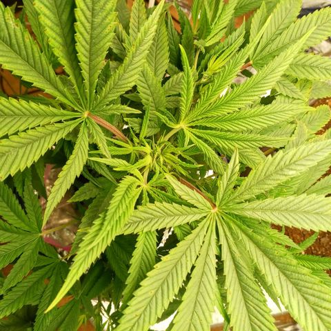 Blueberry growlog timeline photo