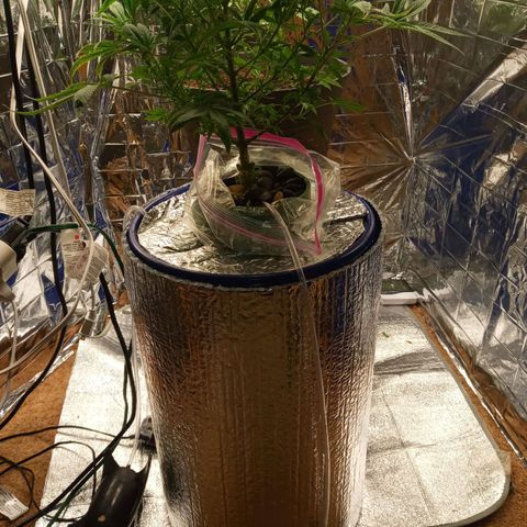 Blueberry growlog timeline photo