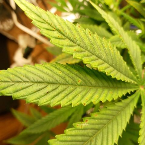Blueberry growlog timeline photo