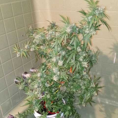 Grape growlog timeline photo
