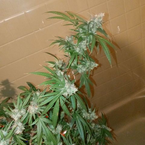 Grape growlog timeline photo