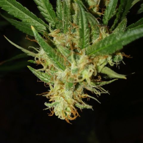 Grape growlog timeline photo