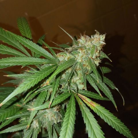 Grape growlog timeline photo