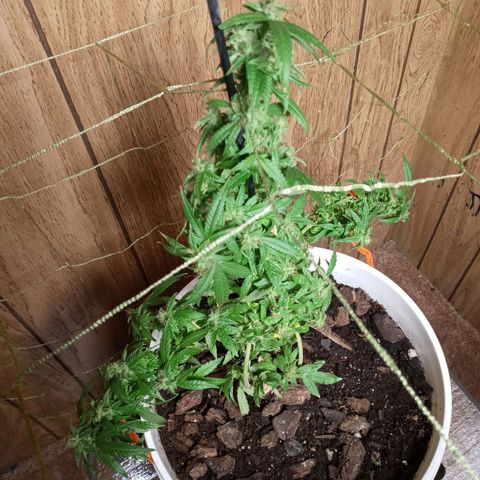 Grape growlog photo: It's last of grape