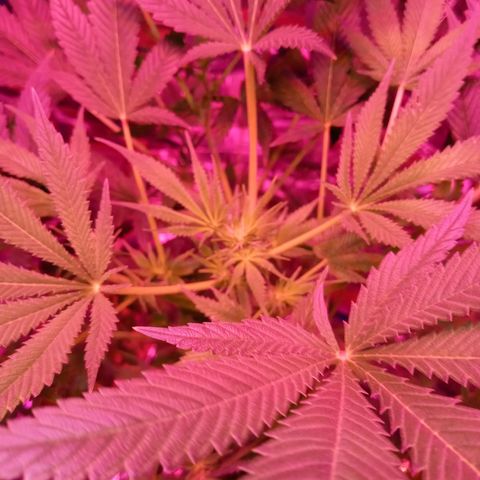 Blueberry growlog timeline photo