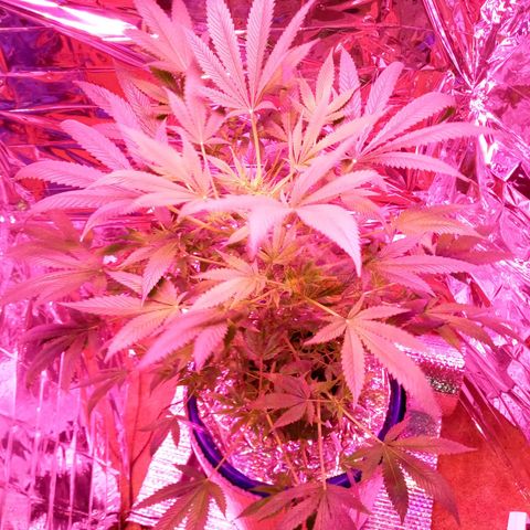 Blueberry growlog timeline photo