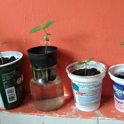 "LA NENA" - HIDROPONICA. growlog photo: Inicio Vege (Exterior, Sin nutrientes, sin led)