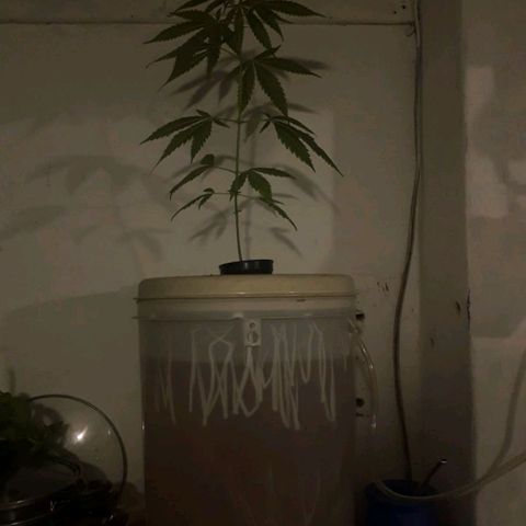 "LA NENA" - HIDROPONICA. growlog photo: Cambio de balde y de agua. Agregado de nutrientes, focos y aireador.