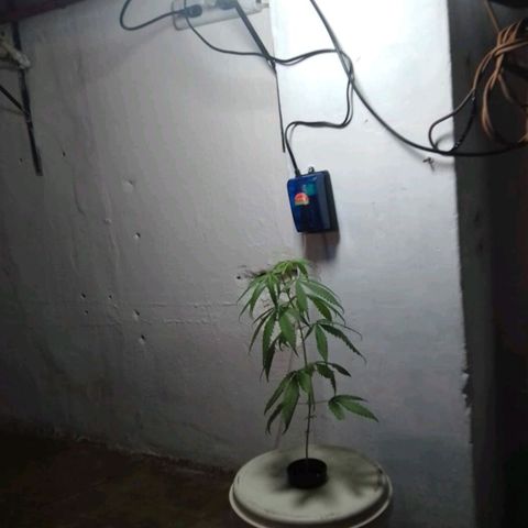 "LA NENA" - HIDROPONICA. growlog photo: Disminución de agua por exceso. Decaída de la planta.