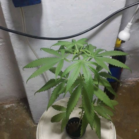 "LA NENA" - HIDROPONICA. growlog photo: Primer control de la planta.
Litros aproximados: 5.
Solución: 10ml en 10l aprox. (A.B)
Ph: 6.5
PPM: 245.

Aplicamos regulador de ph (-)
