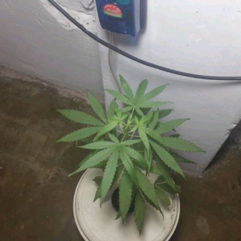 "LA NENA" - HIDROPONICA. growlog photo: Atacada por plaga, comio hojitas.