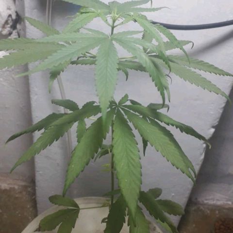 "LA NENA" - HIDROPONICA. growlog photo: Atacada por plaga, comio hojitas.