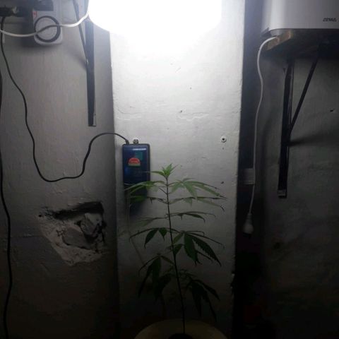 "LA NENA" - HIDROPONICA. growlog photo: TERCER MEDICIÓN.
05/01

PH: 5.4
PPM: 284.