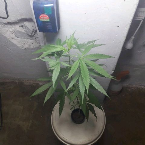"LA NENA" - HIDROPONICA. growlog photo: TERCER MEDICIÓN.
05/01

PH: 5.4
PPM: 284.