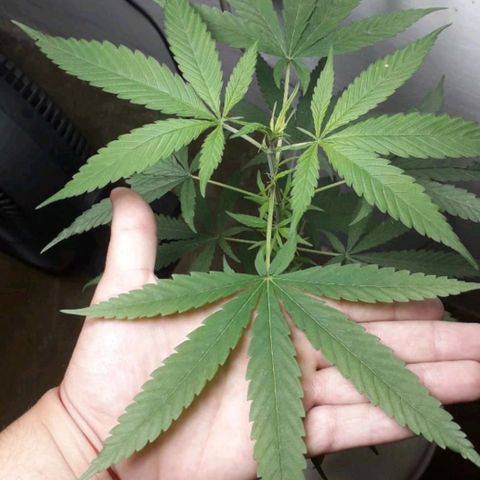 "LA NENA" - HIDROPONICA. growlog photo: Hoja de la nena